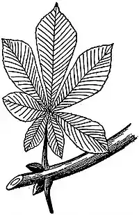 EB1911 Leaf - Palmately compound leaf of the Horse-chestnut.jpg