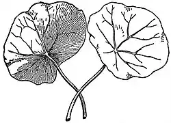 EB1911 Leaf - Peltate leaves of Indian Cress.jpg