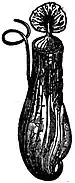 EB1911 Leaf - Pitcher of Nepenthes distillatoria.jpg