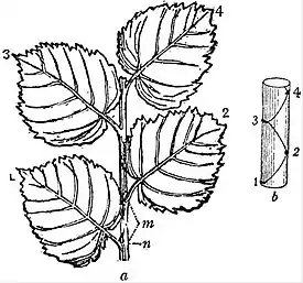 EB1911 Leaf - Portion of a branch of a Lime.jpg
