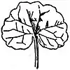 EB1911 Leaf - Reniform leaf of Nepeta Glechoma.jpg