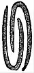 EB1911 Leaf - bud section - obvolute leaves.jpg