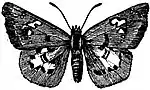 EB1911 Lepidoptera - Tagiades sabadius.jpg