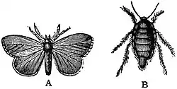 EB1911 Lepidoptera - Vapourer Moth (male and female).jpg