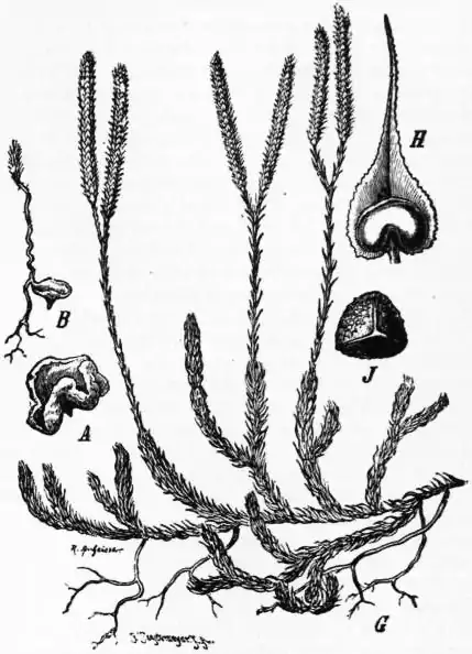 EB1911 Lycopodium -Fig. 1 - Lycopodium clavatum.jpg