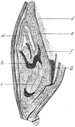 EB1911 Malt - Fig. 5 - Barleycorn.jpg