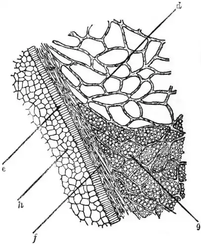 EB1911 Malt - Fig. 6.—Section showing absorptive epithelial layer more highly magnified.jpg