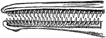 EB1911 Mammalia - Teeth of one side of the Mouth of a Dolphin.jpg
