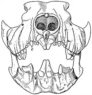 EB1911 Marsupialia - Front view of Skull of Thylacoleo carnifex.jpg
