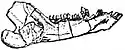 EB1911 Marsupialia - Lower Jaw of Triconodon mordax.jpg