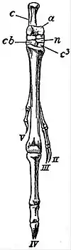 EB1911 Marsupialia - Skeleton of Hind Foot of Choeropus castanotis.jpg