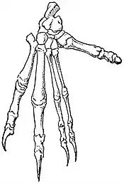 EB1911 Marsupialia - Skeleton of Right Hind-Foot of Koala.jpg