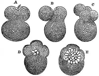 EB1911 Mollusca - Early division of the Egg-cell in Nassa mutabilis.jpg