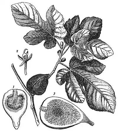 EB1911 Moraceae - Ficus carica.jpg