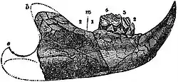EB1911 Multituberculata - Lower Jaw of Plagiaulax becclesi.jpg