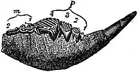 EB1911 Multituberculata - Lower Jaw of Plagiaulax minor.jpg