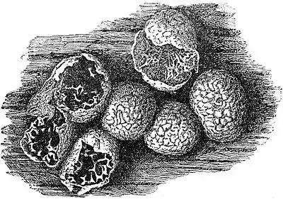 EB1911 Mycetozoa - Badhamia panicea - sporangia.jpg
