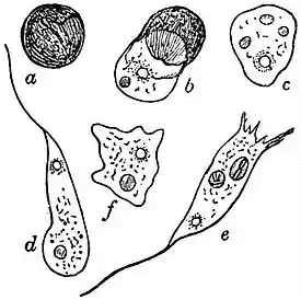 EB1911 Mycetozoa - Didymium difforme - hatching of the spores.jpg