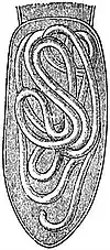 EB1911 Nematomorpha - Abdomen of Pterostichus niger with Gordius larva.jpg
