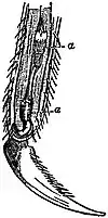 EB1911 Nematomorpha - Tarsal joint of Ephemerid larva with two Gordius larvae.jpg