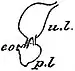 EB1911 Nemertina - Brain and lateral organ of a Hoplonemertine.jpg