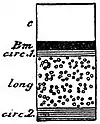 EB1911 Nemertina - Carinella body-wall layers.jpg