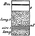 EB1911 Nemertina - Heteronemertini body-wall layers.jpg