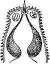EB1911 Nemertina - Hoplonemertine proboscis (everted).jpg