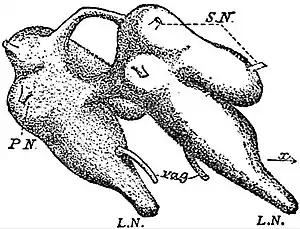 EB1911 Nemertina - brain.jpg