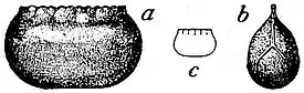 EB1911 Orthoptera - Egg-purse of American Cockroach.jpg