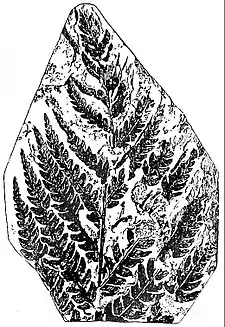 EB1911 Palaeobotany - Cladophlebis denticulata.jpg