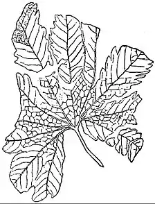 EB1911 Palaeobotany - Dictyophyllum.jpg