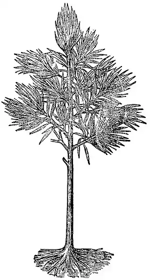 EB1911 Palaeobotany - Dorycordaites restoration.jpg