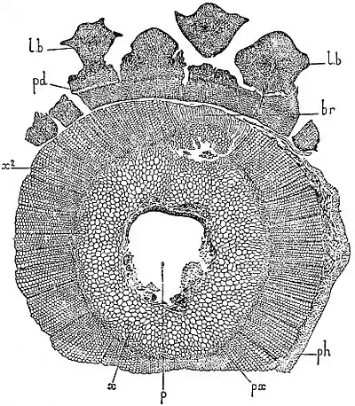 EB1911 Palaeobotany - Lepidodendron Veltheimianum - stem.jpg