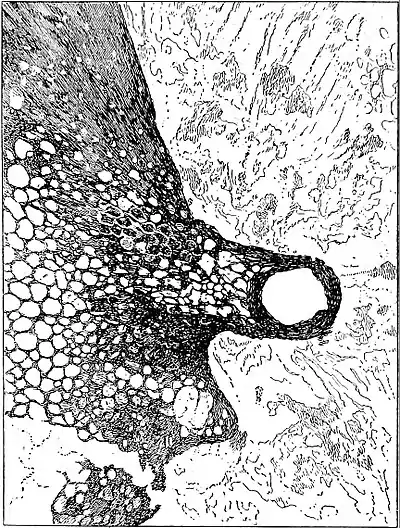 EB1911 Palaeobotany - Lyginodendron oldhamium - capitate gland.jpg