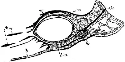 EB1911 Palaeobotany - Miadesmia membranacea.jpg