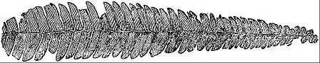 EB1911 Palaeobotany - Nilssonia compta.jpg