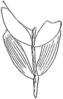EB1911 Palaeobotany - Schizoneura gondwanensis.jpg