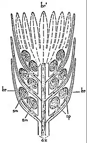 EB1911 Palaeobotany - Sphenophyllum Dawsoni.jpg