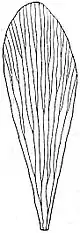 EB1911 Palaeobotany - Sphenophyllum speciosum - leaflet.jpg