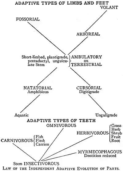 EB1911 Palaeontology - adaptive types of limbs and feet.jpg