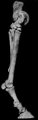 EB1911 Palaeontology - hind foot bone - side view - equus.jpg