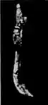 EB1911 Palaeontology - hind foot bone - side view - hypohippus.jpg
