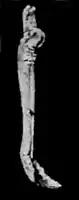 EB1911 Palaeontology - hind foot bone - side view - mesohippus.jpg