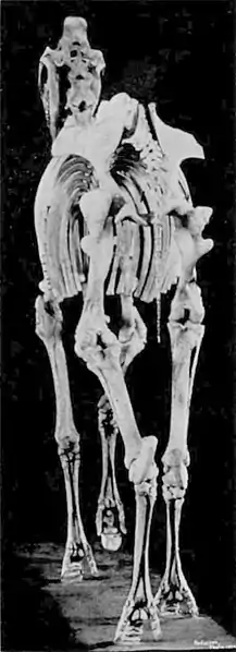 EB1911 Palaeontology - hypohippus.jpg