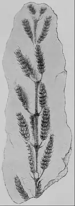 EB1911 Paleobotany - Palaeostachya pedunculata - fertile shoot.jpg