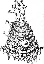 EB1911 Peripatus - P. capensis - ventral view of last leg of a male.jpg