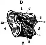 EB1911 Perissodactyla - Right Upper Second Molar of Rhinoceros sondaicus.jpg