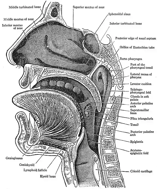 EB1911 Pharynx - Sagittal Section through Mouth, Tongue, Larynx, Pharynx and Nasal Cavity.jpg