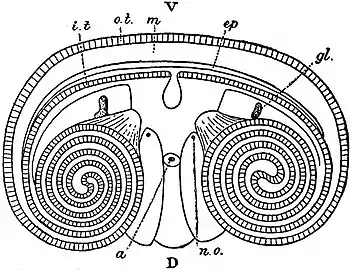 EB1911 Phoronidea - Dorsal View of Phoronis australis.jpg